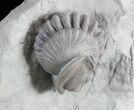 Enrolled Flexicalymene Trilobite Fossil From Indiana #47118-2